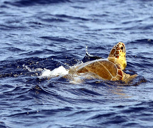 Réserve-Bonifacio-espèce-nature-tortue-Corse.jpg
