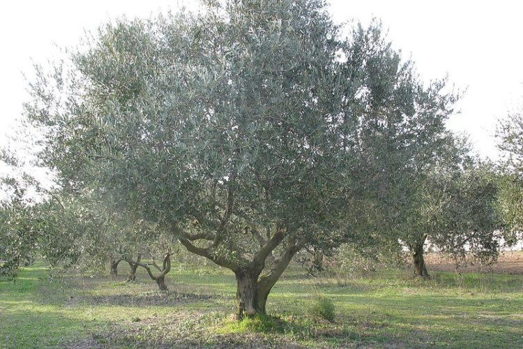 Plante-corsica-olivier-maquis